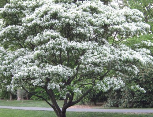 Fringe Tree, Chinese