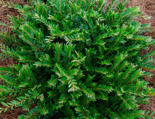 Distylium, Jewel Box