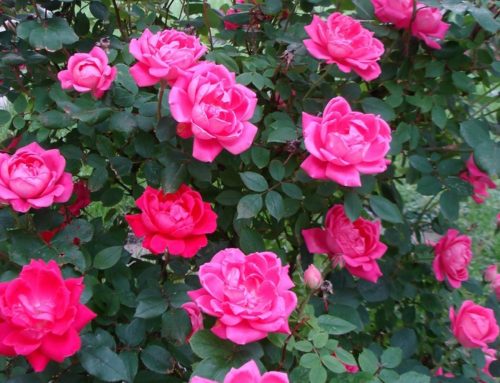 Rose, Double Pink Knockout