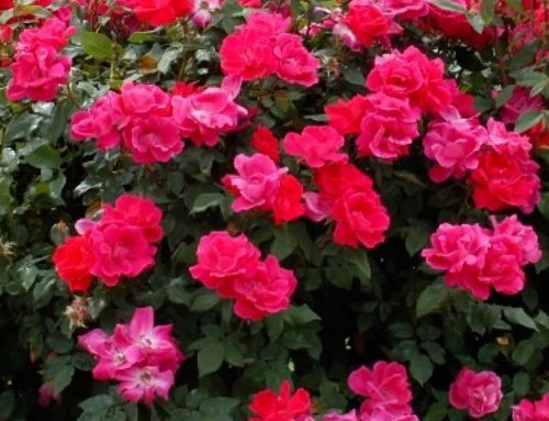 Rose, Double Red Knockout 