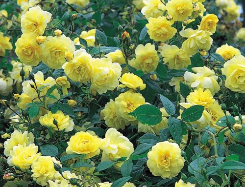 Rose, Double Yellow Knockout