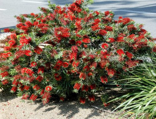 Bottlebrush, Dwarf