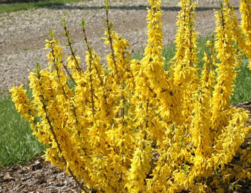 Forsythia, Dwarf ‘Sugar Baby’