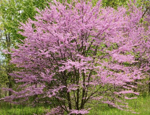 Redbud, Eastern