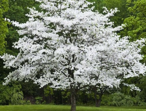 Dogwood, Flowering