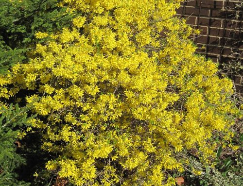 Forsythia ‘Show Off’