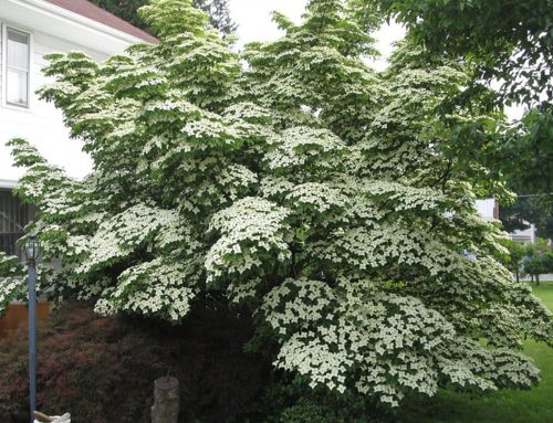 Dogwood, Kousa