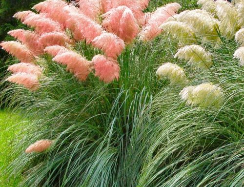 Pampas Grass