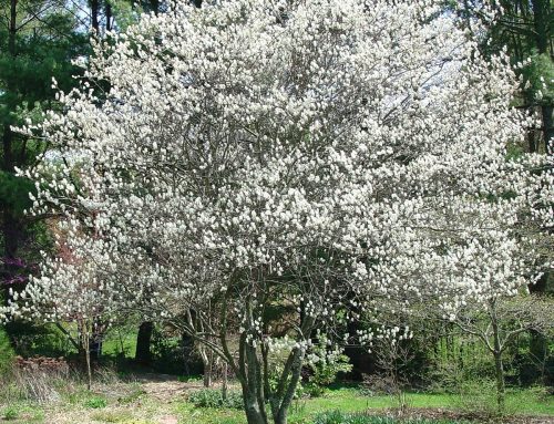 Serviceberry Tree