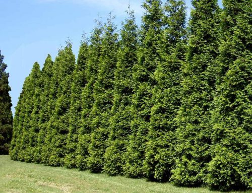 Arborvitae ‘Green Giant’