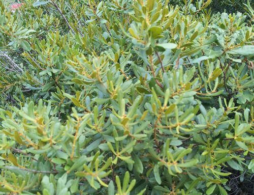 Wax Myrtle