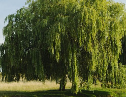 Willow, Weeping