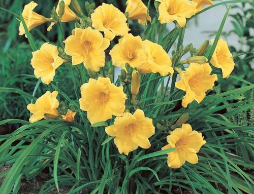 Yellow Daylily ‘Stella D’Oro’