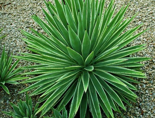 Yucca