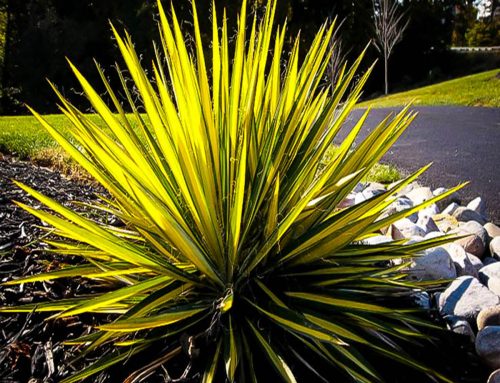 Yucca ‘Color Guard’