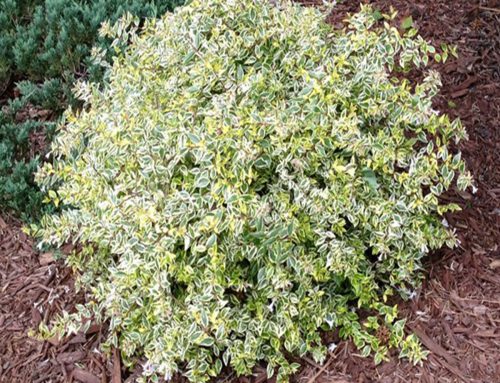 Abelia ‘Miss Lemon’