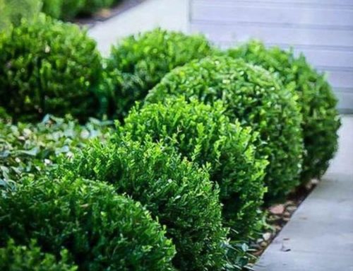 Boxwood ‘Baby Gem’