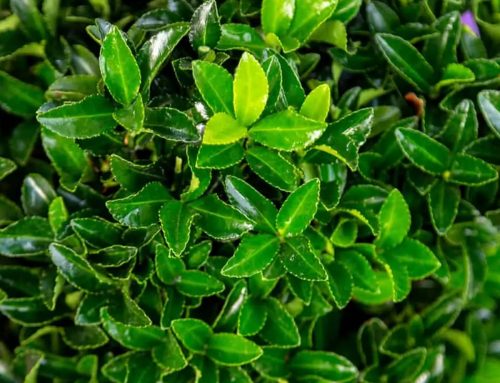 Euonymus ‘Irish Mint’