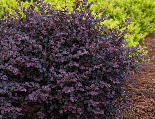 Loropetalum ‘Crimson Fire’